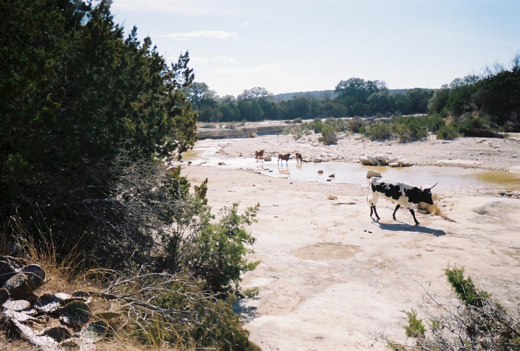 025_longhorn in Cow Cr 2_2_2008.jpg